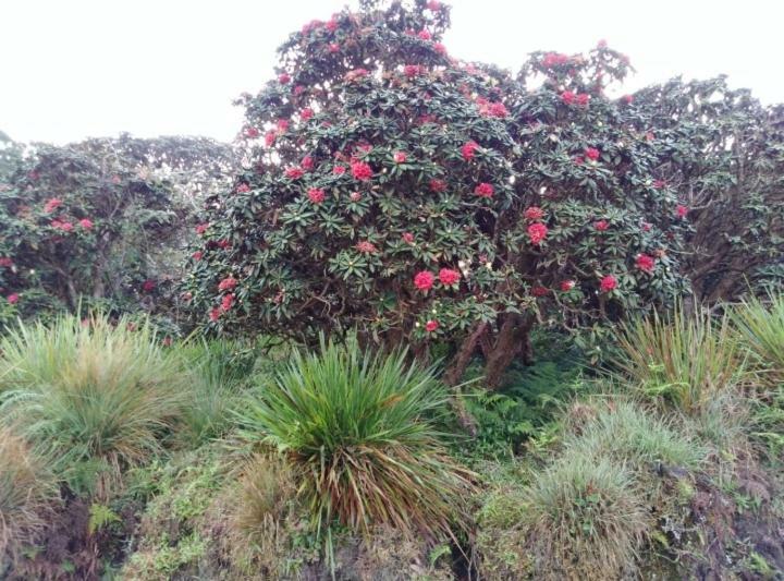 Forest Cyniciam Homestay Ohiya Ngoại thất bức ảnh